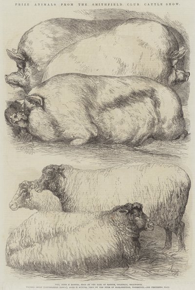 Prize Animals from the Smithfield Club Cattle Show by Harrison William Weir